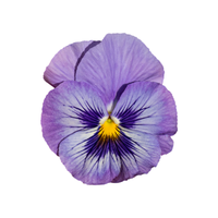Pansy