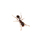 Pavement Ant