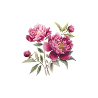 Peony | Types of Flowers with Names