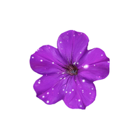 Petunia | Types of Flowers with Names