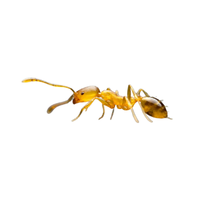 Pharaoh Ant