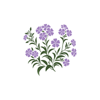 Phlox | Types of Flowers with Names