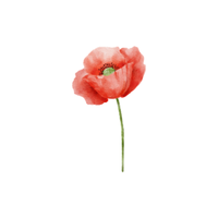 Poppy | Types of Flowers with Names