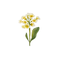 Primrose | Types of Flowers with Names