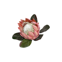 Protea | Types of Flowers with Names