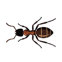 Queen Ant