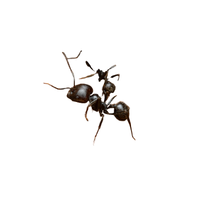 Raiding Ant | Different Types of Ants and their Names
