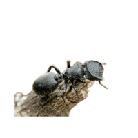 Rare Ant | Different Types of Ants and their Names