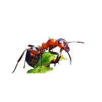 Red Wood Ant