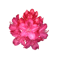 Rhododendron