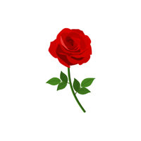 Rose | Types of Flowers with Names
