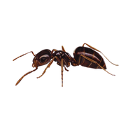 Rover Ant | Different Types of Ants and their Names