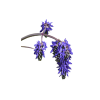 Salvia