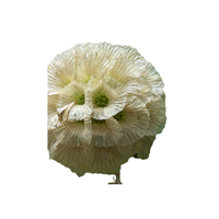 Scabiosa