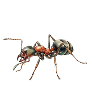Slave-Making Ant