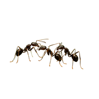 Social Ant | Different Types of Ants and their Names