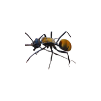 Spiny Ant | Different Types of Ants and their Names