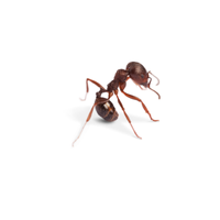Stinging Ant