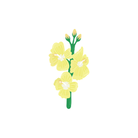 Stock | Types of Flowers with Names
