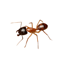 Sugar Ant | Different Types of Ants and their Names