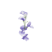 Sweet Pea