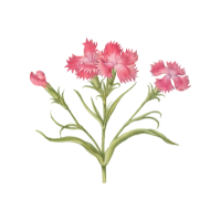 Waxflower