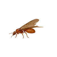 Thief Ant | Different Types of Ants and their Names