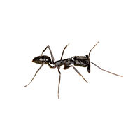 Trap-Jaw Ant | Different Types of Ants and their Names
