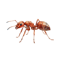 Tree Ant | Different Types of Ants and their Names