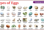 Types of Eggs with Names in English with Pictures