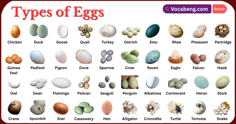 Types of Eggs with Names in English with Pictures