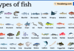 Types of Fish with Names in English with Pictures