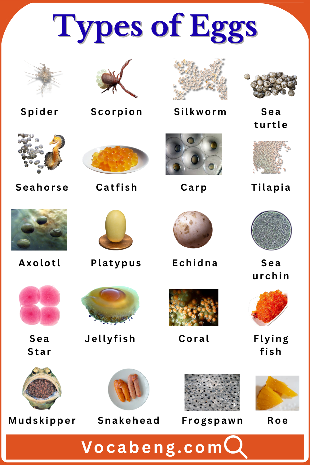 Unique Egg Names in English and Pictures