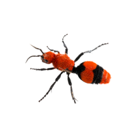 Velvet Ant | Different Types of Ants and their Names