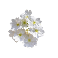 Verbena
