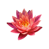 Water Lily
