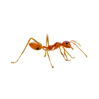 Weaver Ant | Different Types of Ants and their Names