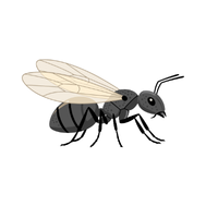 Winged Ant