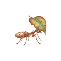 Worker Ant | Different Types of Ants and their Names