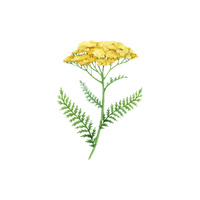 Yarrow | Types of Flowers with Names