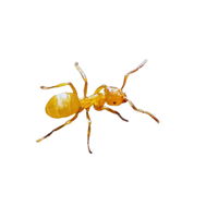 Yellow Ant | Different Types of Ants and their Names
