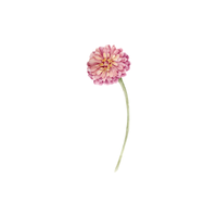 Zinnia | Types of Flowers with Names